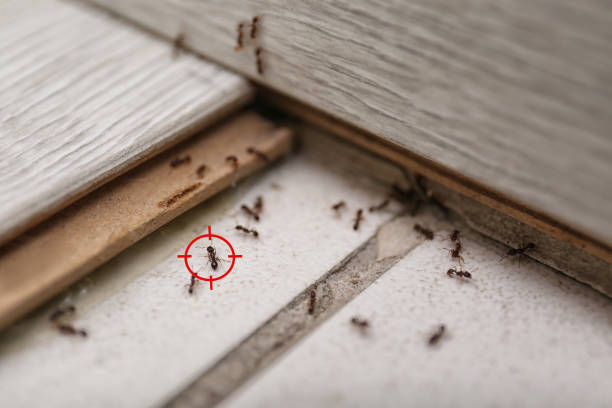 Best Pest Removal Services  in Harsville, RI