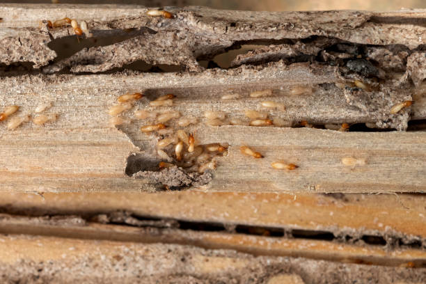 Best Affordable Pest Control Services  in Harsville, RI